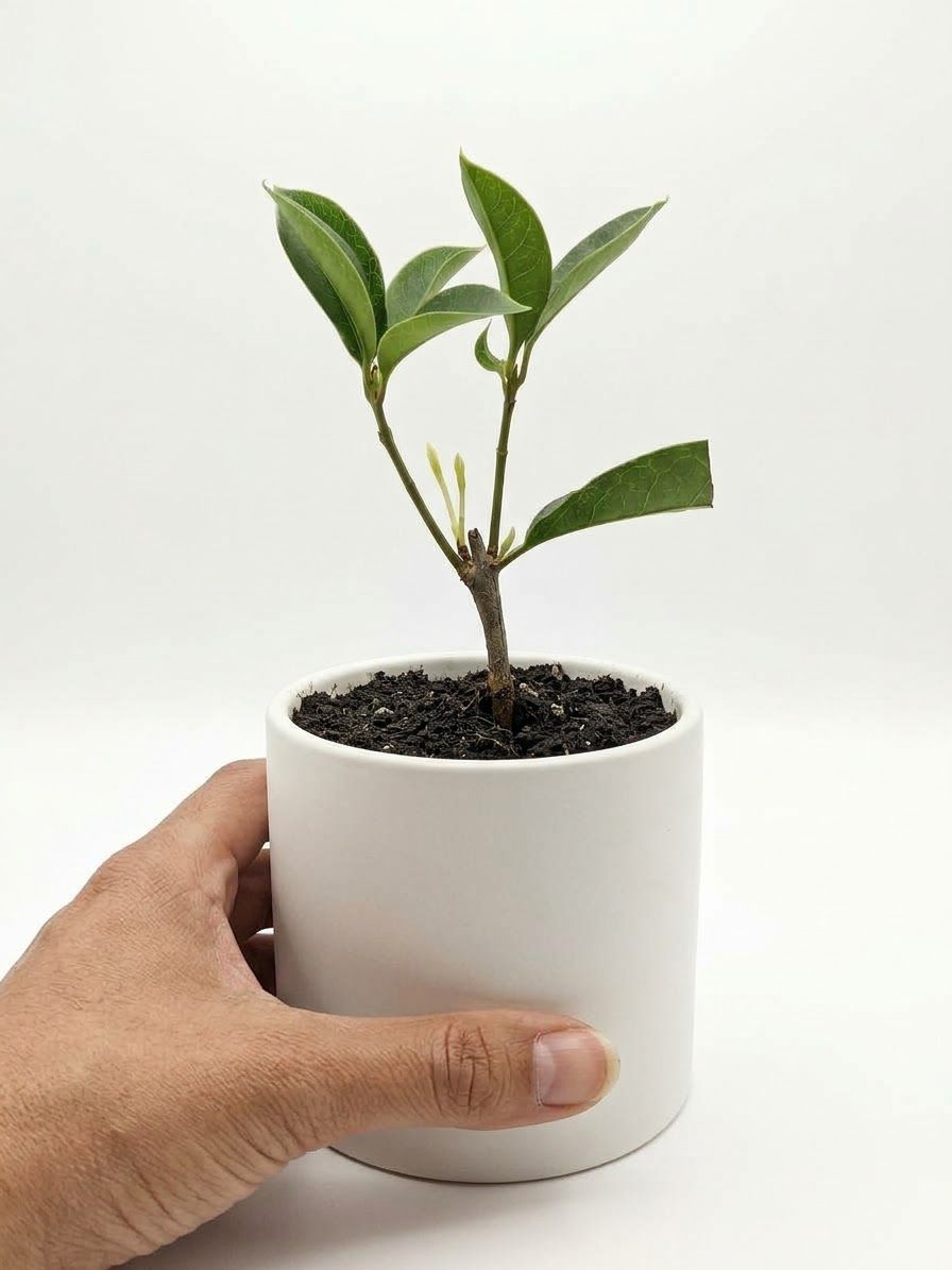 Sweet Osmanthus Tea plant