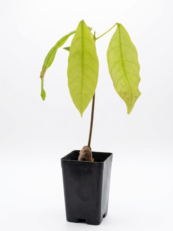 Chocolate plant (Theobroma cocoa) Chocolate plant (Theobroma cocoa)