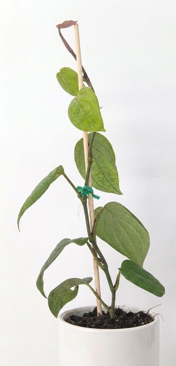 Pepper Vine