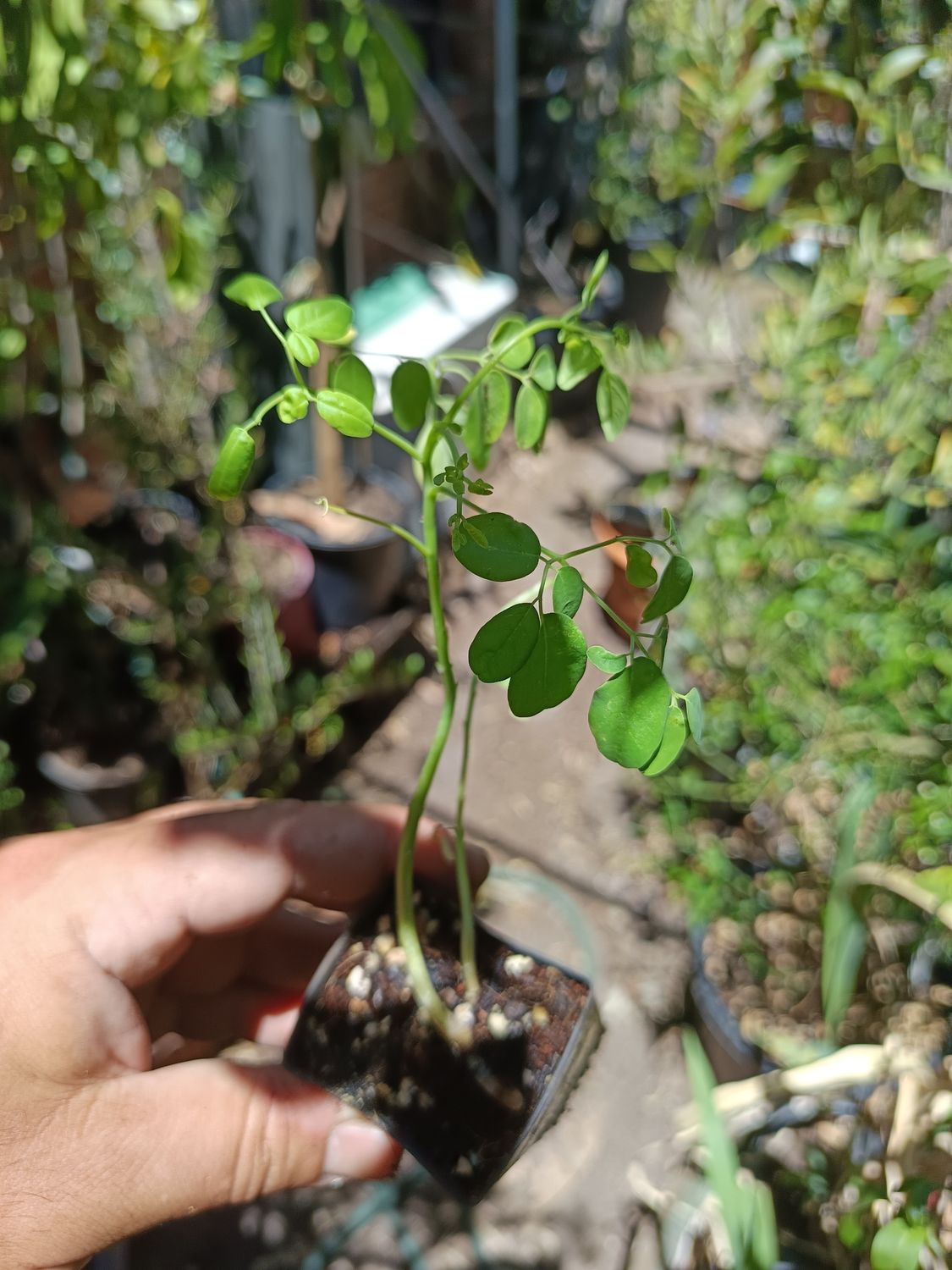 Moringa, drumstick, miracle tree