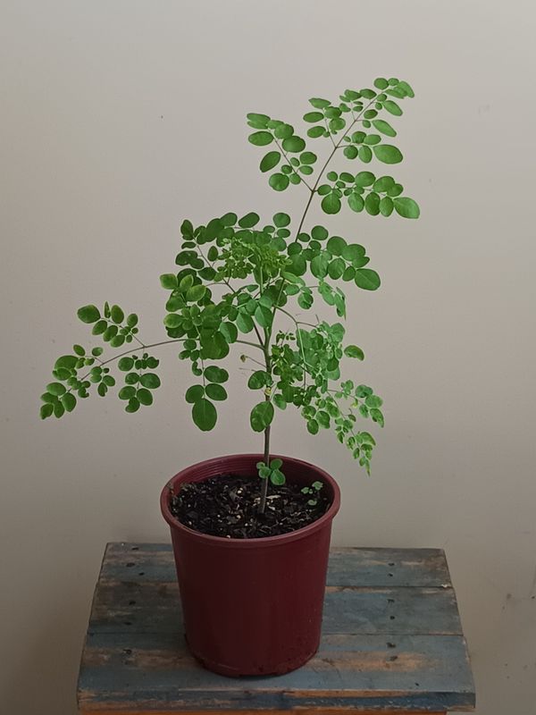 Moringa, drumstick, miracle tree