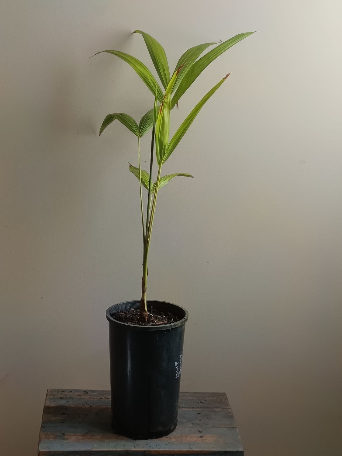 Dwarf Acai, self fertile