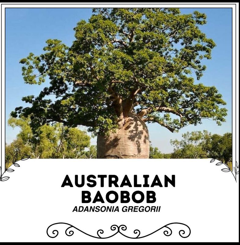 Boab, Australian