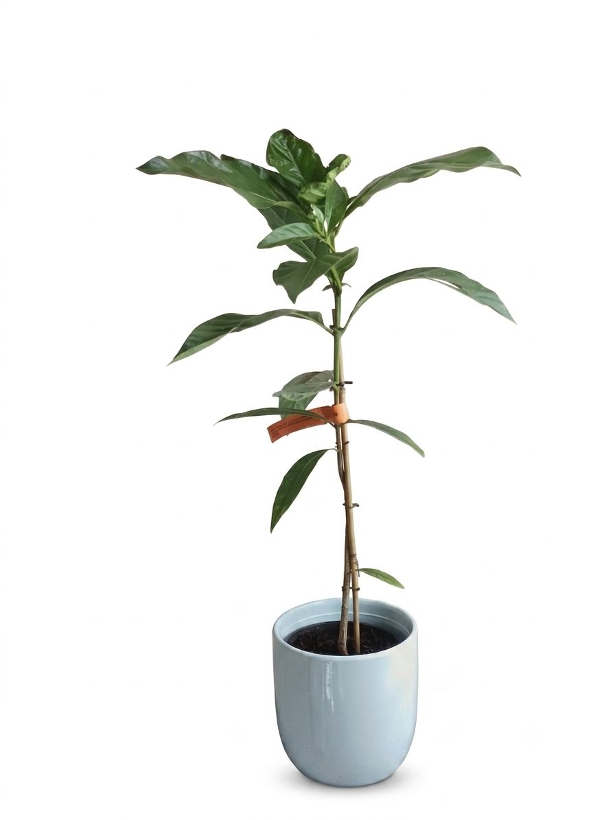 Noni