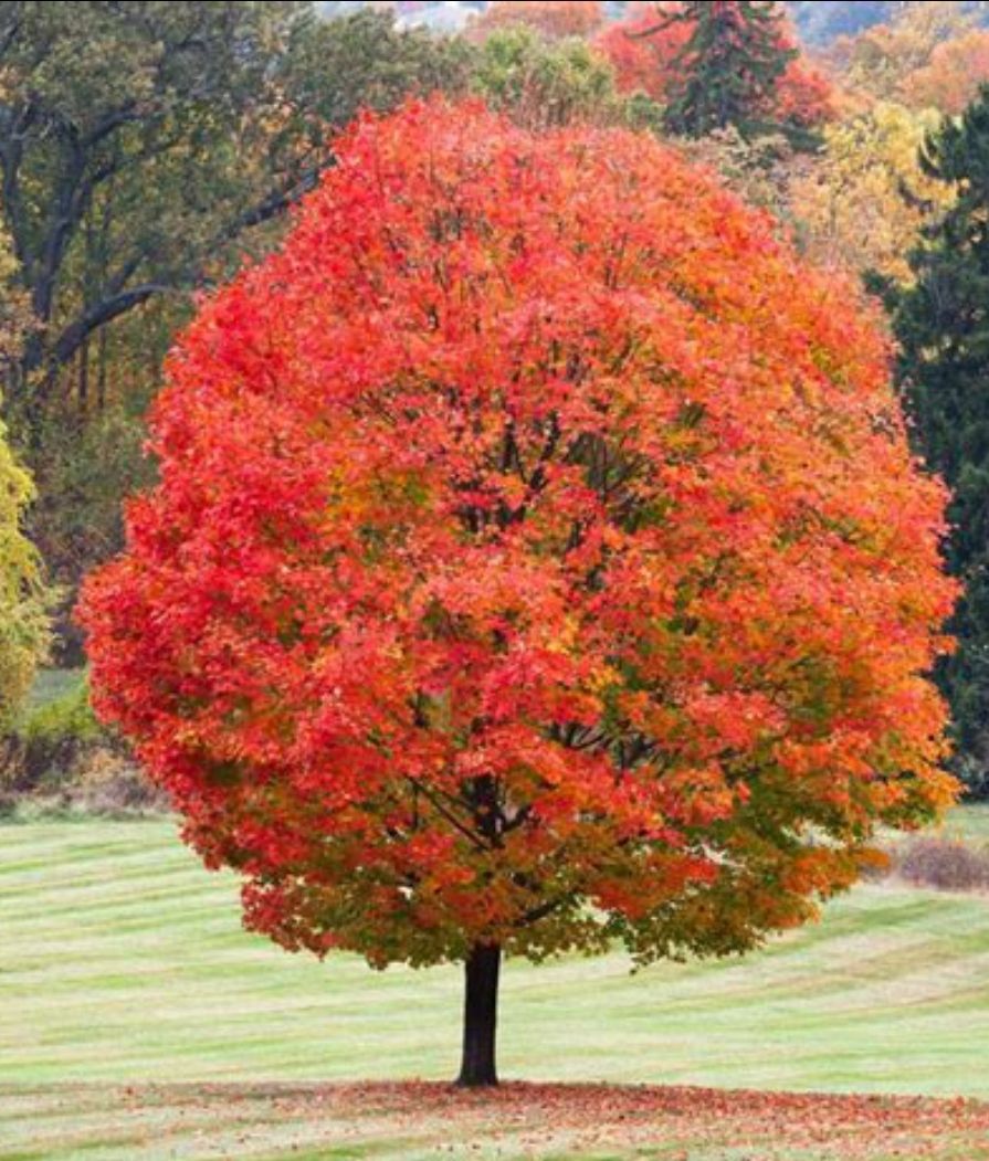 Sugar Maple tree