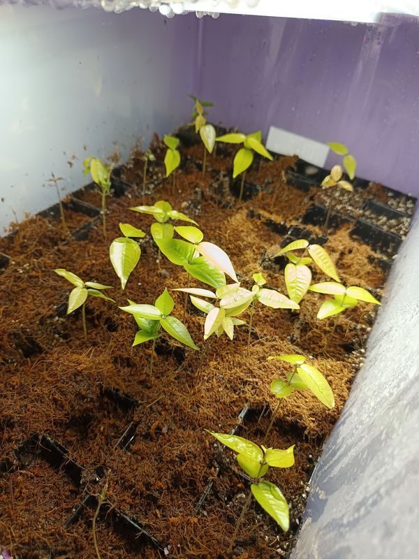 Primal GrowPods - Home Kit