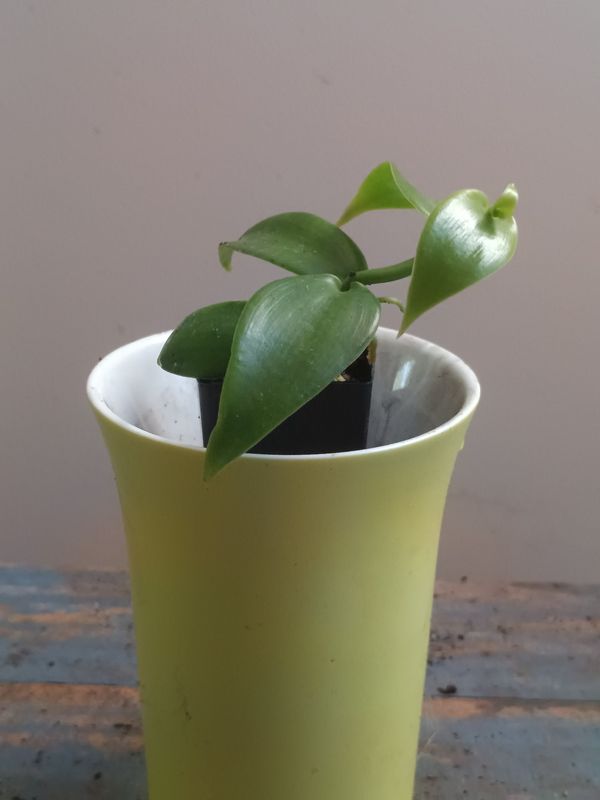 Vanilla Bean Orchid