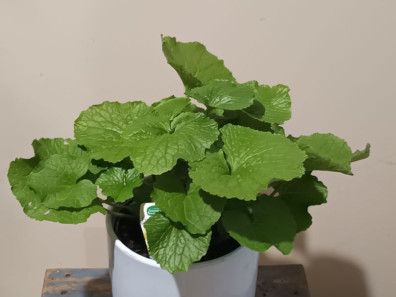 Wasabi  - Mazuma