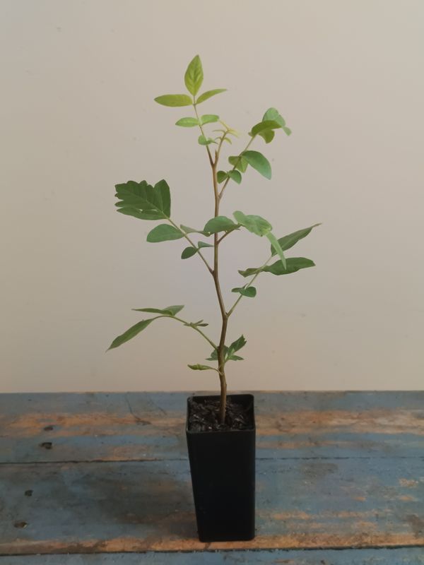 Burdekin plum, Aussie native