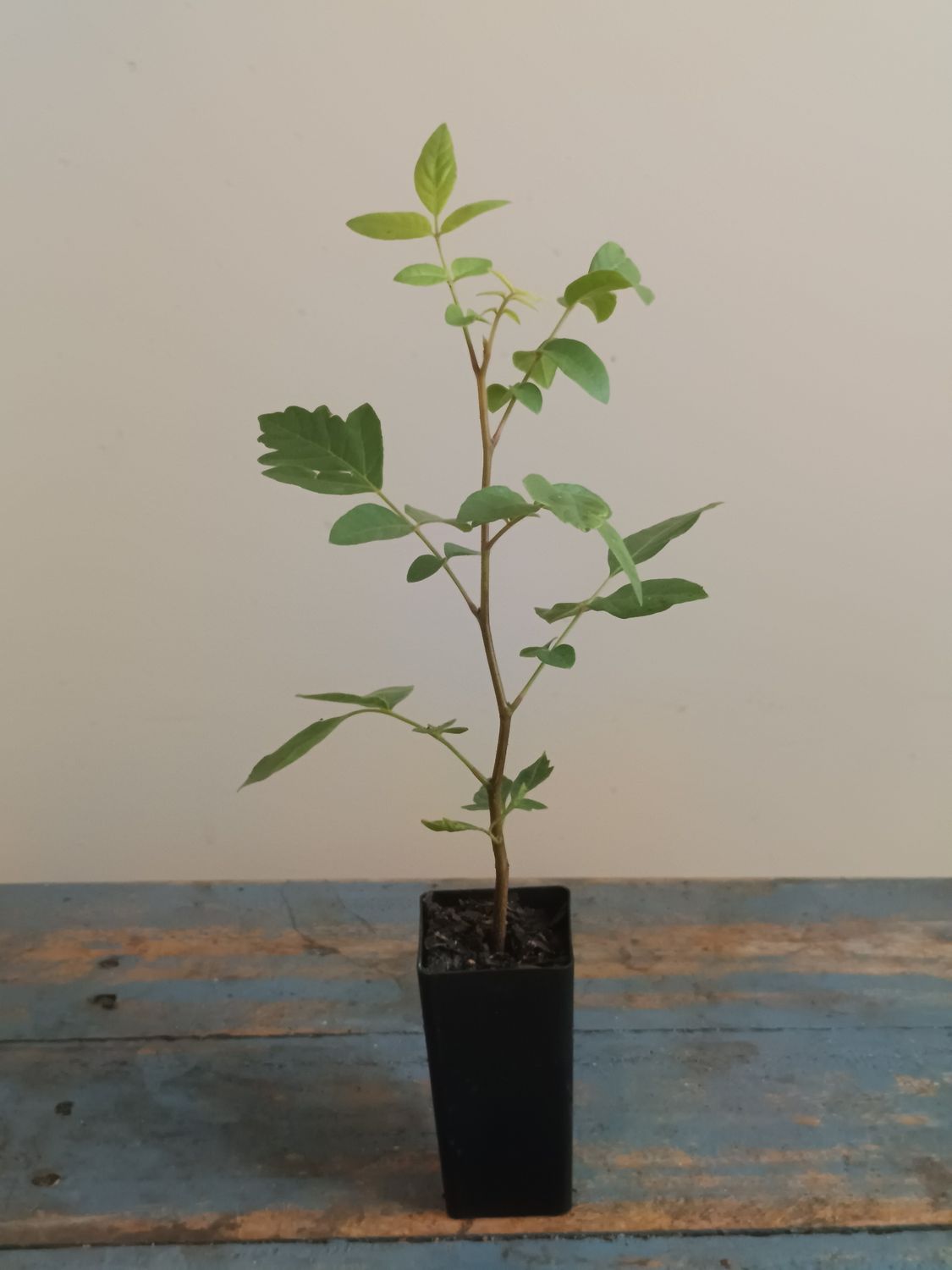 Burdekin plum, Aussie native