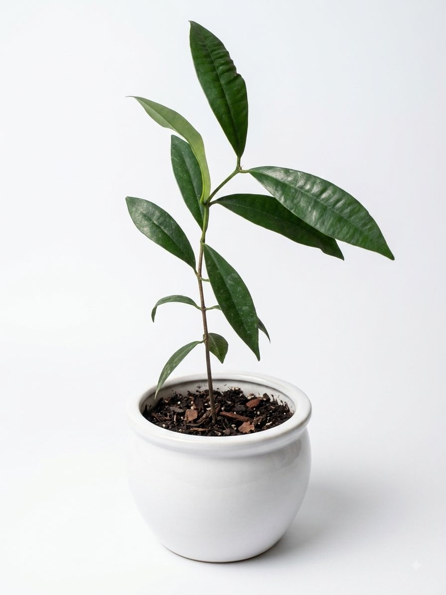 Garcinia warrenii