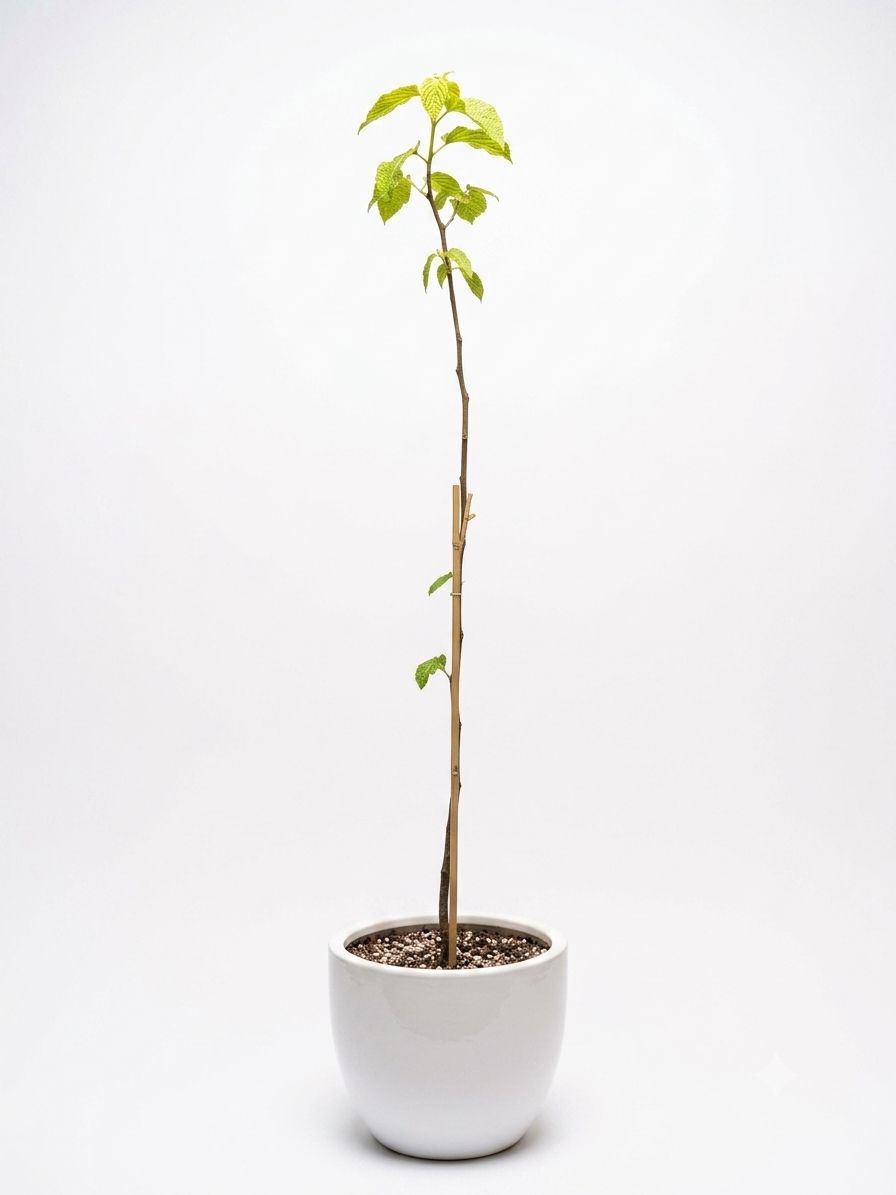 Japanese Raisin Tree