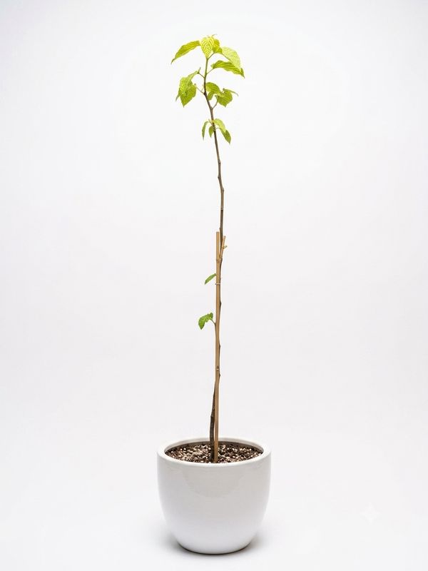 Japanese Raisin Tree