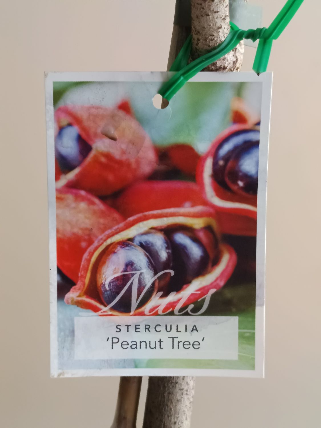 Peanut Tree