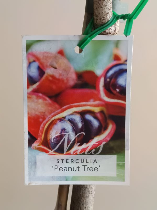 Peanut Tree