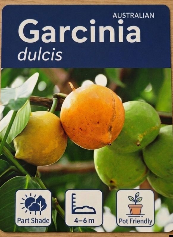 Garcinia dulcis, Mundu Mangosteen