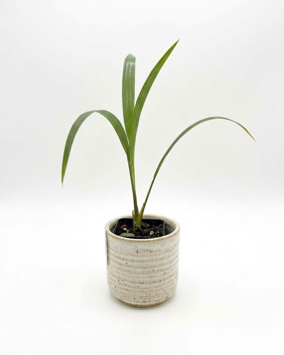 Dwarf Date Palm
