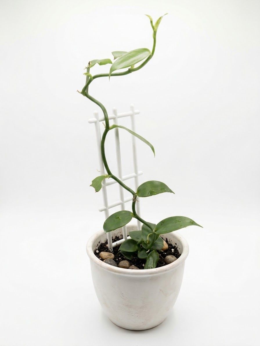 Vanilla Bean Orchid