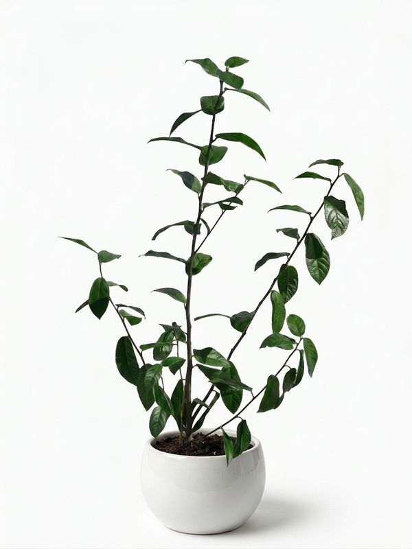 Sandpaper Fig