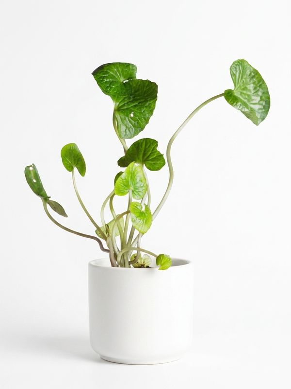 Wasabi Plant