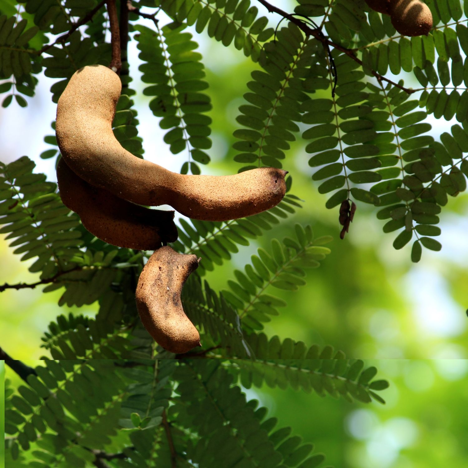 Tamarind, Sweet