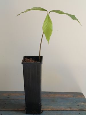 Cupuaçu, Large Leaf Chocolate