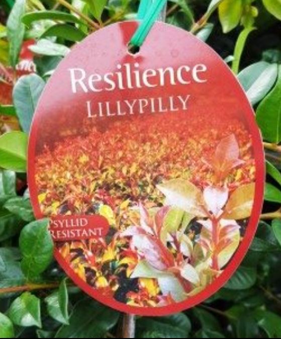 Lilly pilly