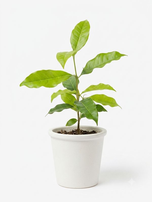 Native Olive