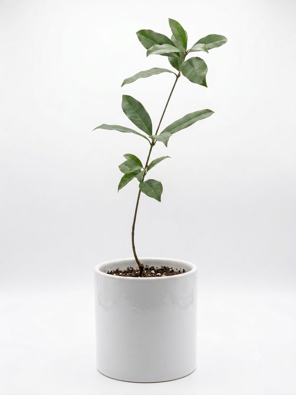 Osmanthus - Orange Supreme