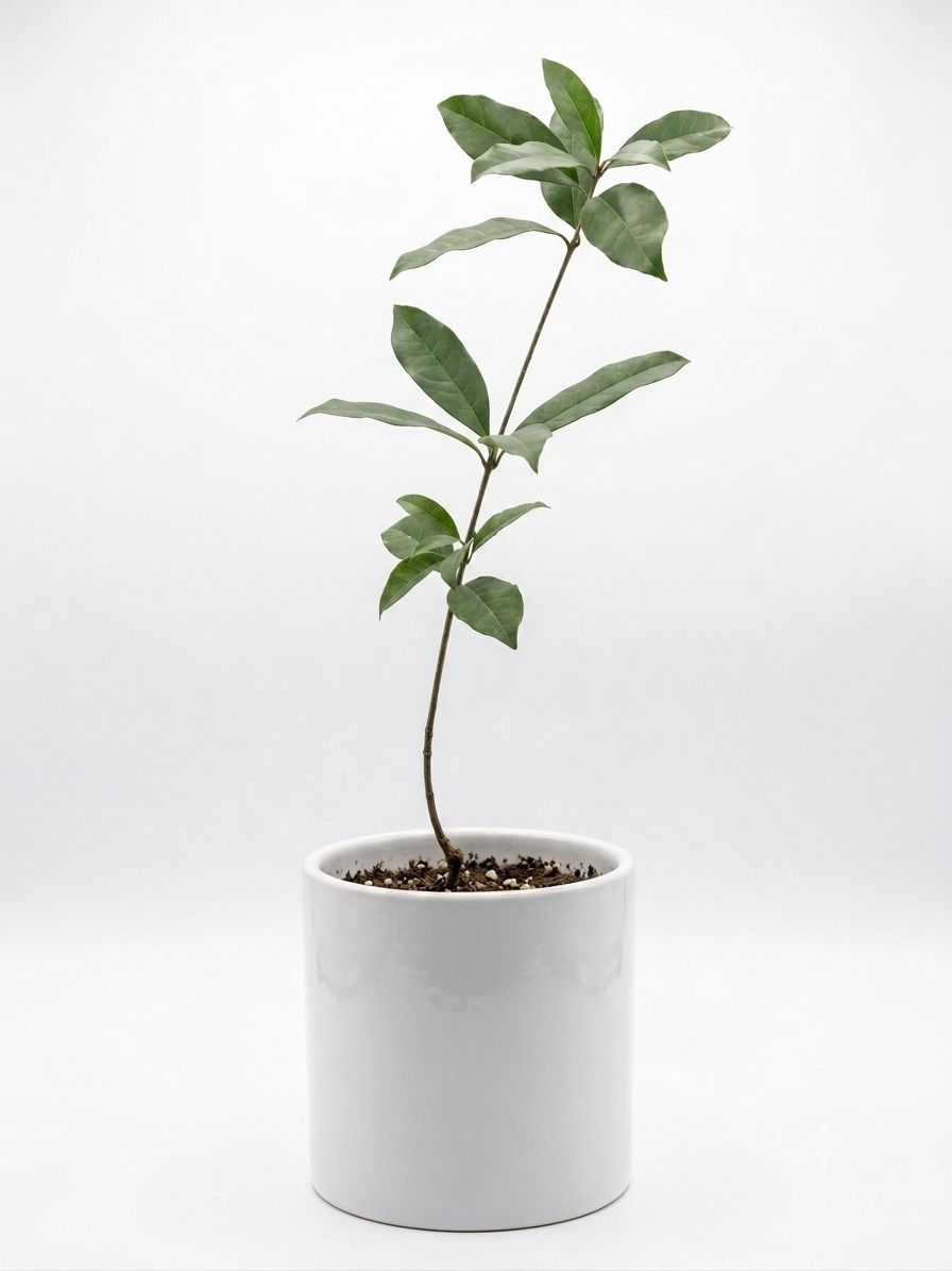 Osmanthus - Orange Supreme