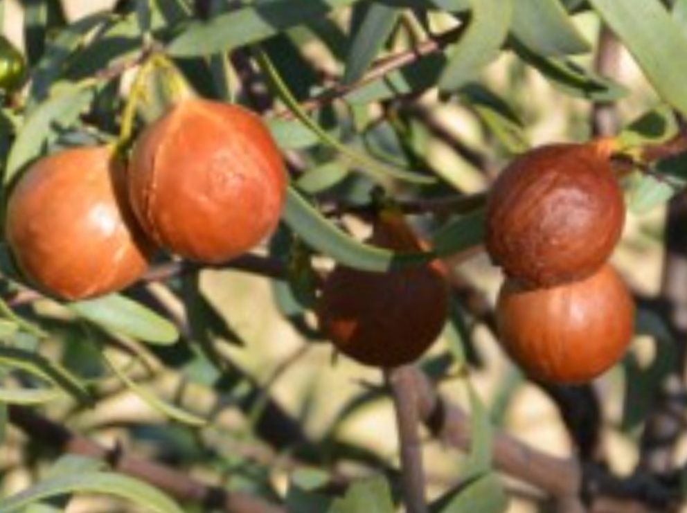 WA Sandlewood