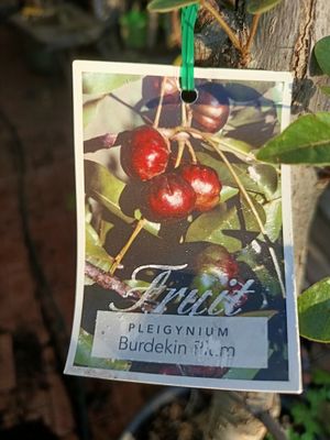 Burdekin plum, Aussie native