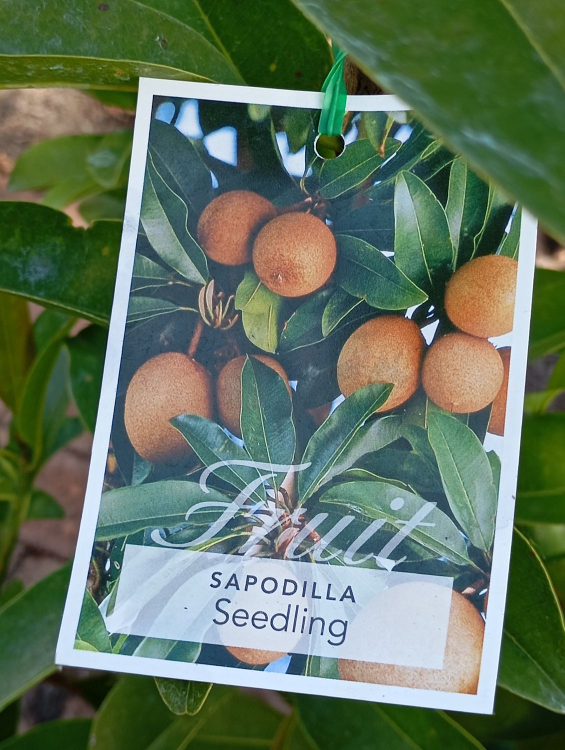 Sapodilla, Chiko, Chikoo, Chico, Naseberry, Nispero