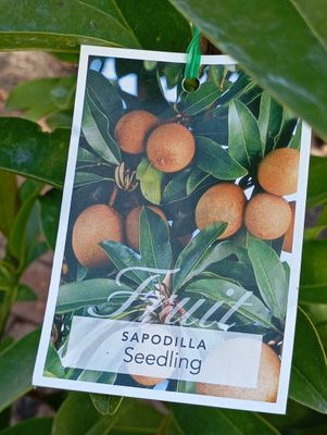 Sapodilla, Chiko, Chikoo, Chico, Naseberry, Nispero