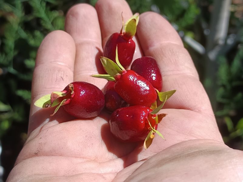 Cherry of Rio Grande 3 x Seeds