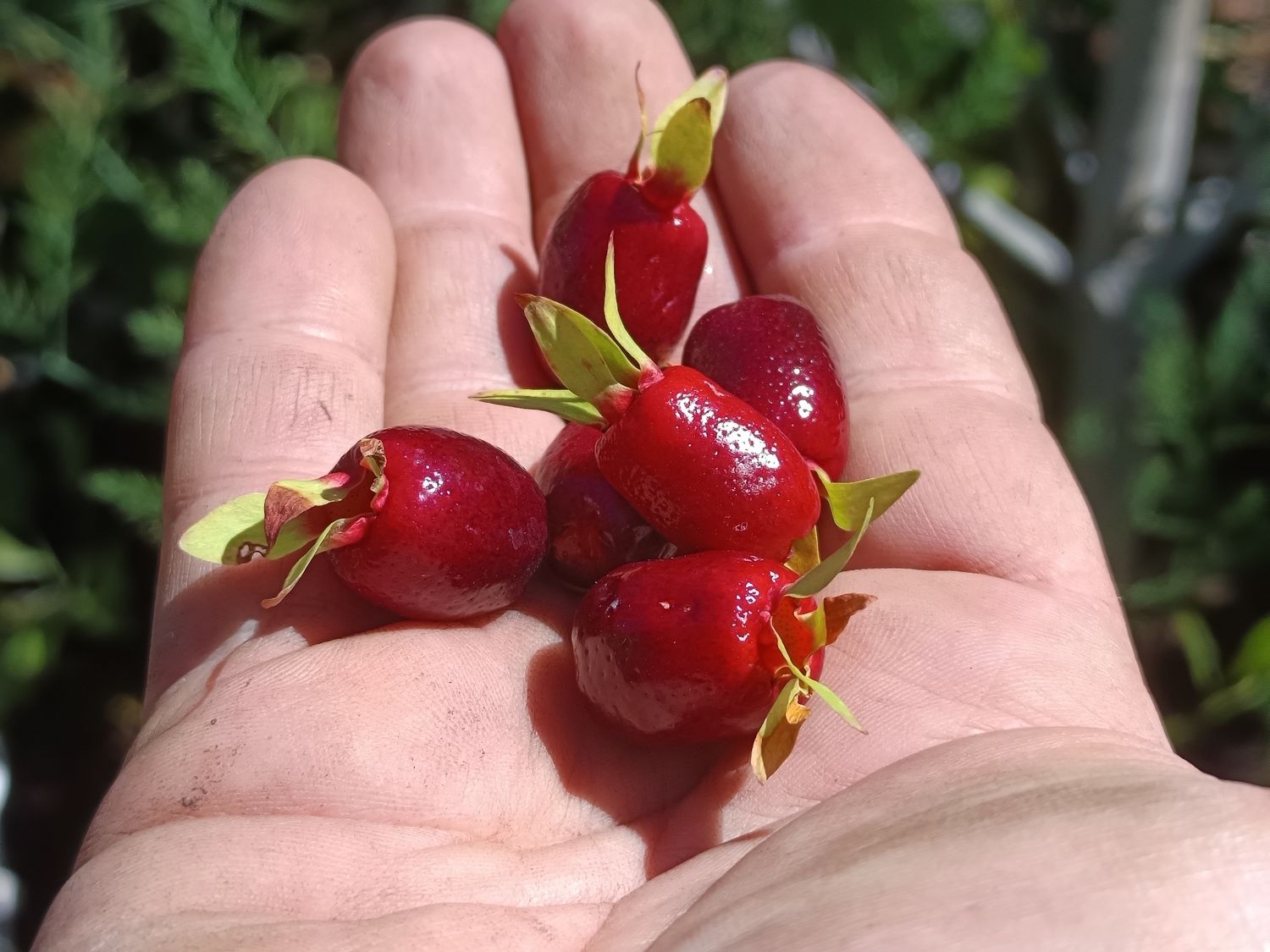 Cherry of Rio Grande 3 x Seeds