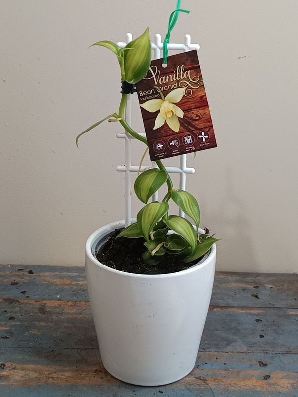Variegated Vanilla Bean Orchid