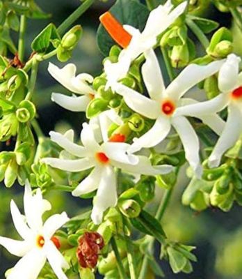Parijat, Night Coral Jasmine