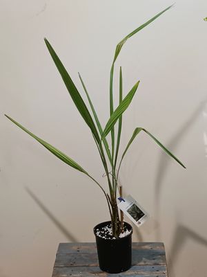 Chilean Wine Palm, Coquito (mini coconuts)