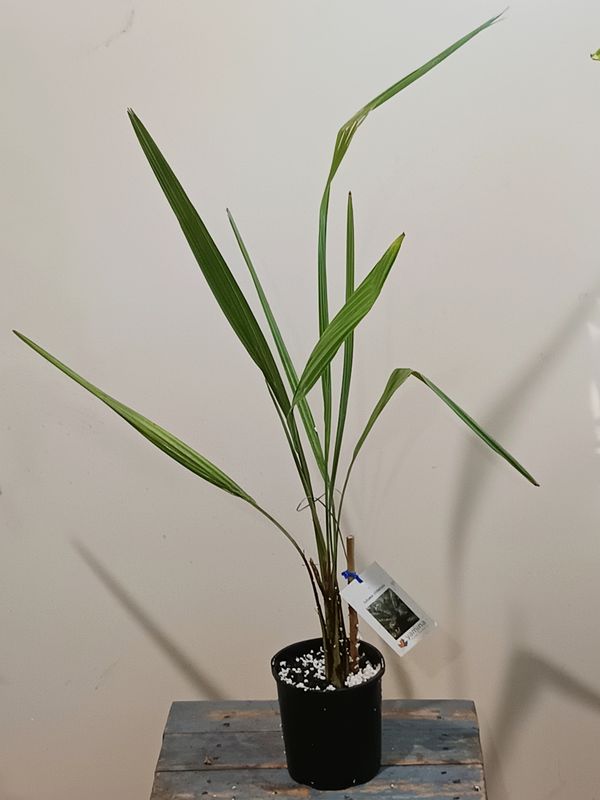 Chilean Wine Palm, Coquito (mini coconuts)