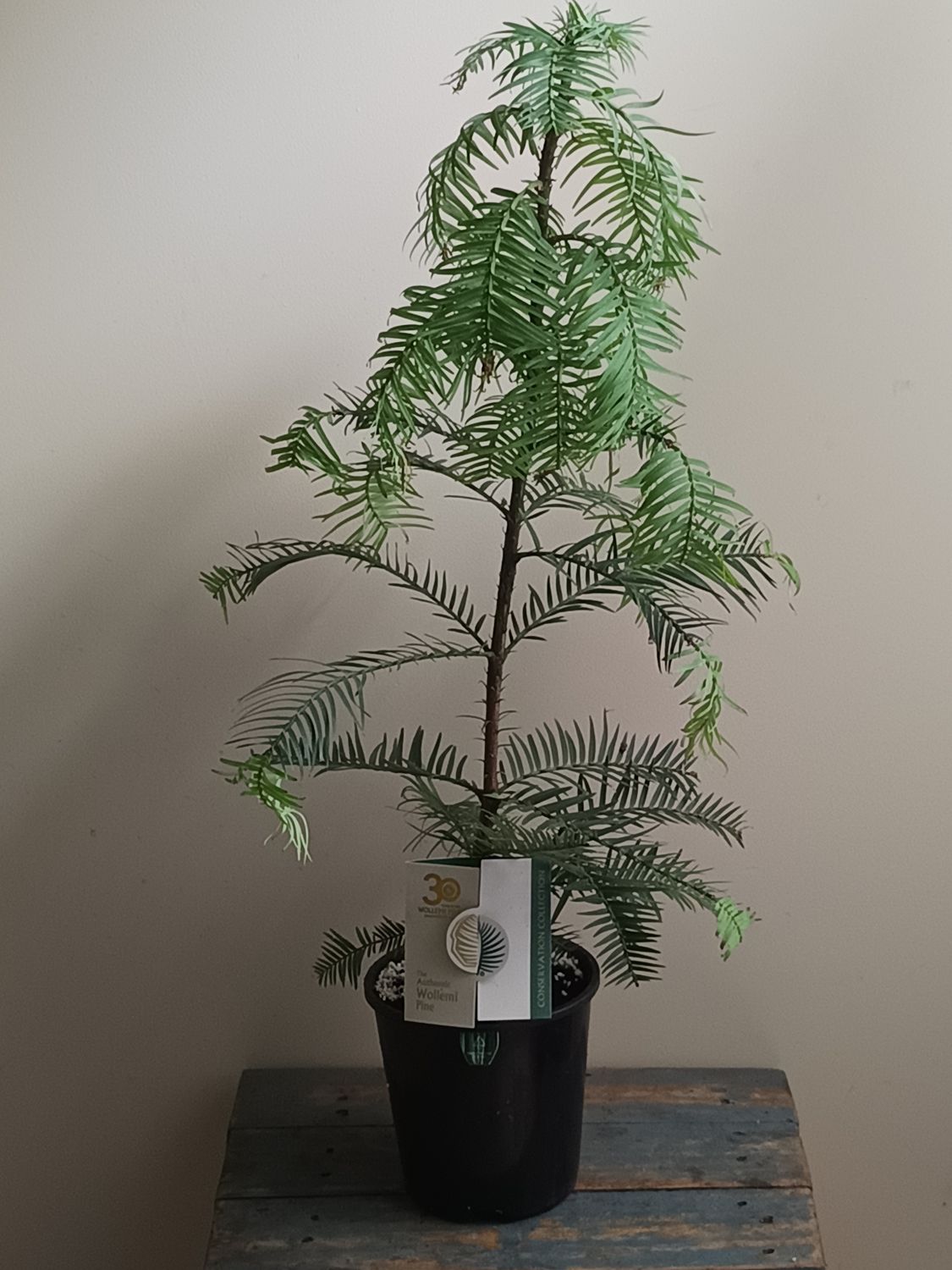 Wollemi Pine