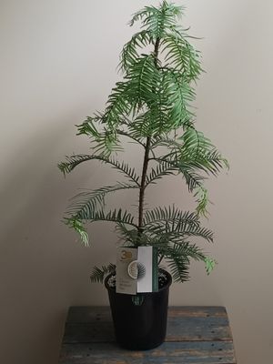 Wollemi Pine