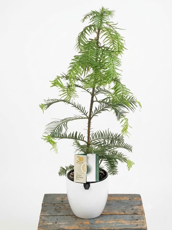 Wollemi Pine