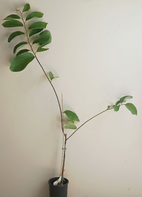 Custard Apple -African Pride