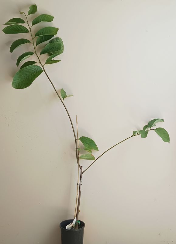 Custard Apple -African Pride