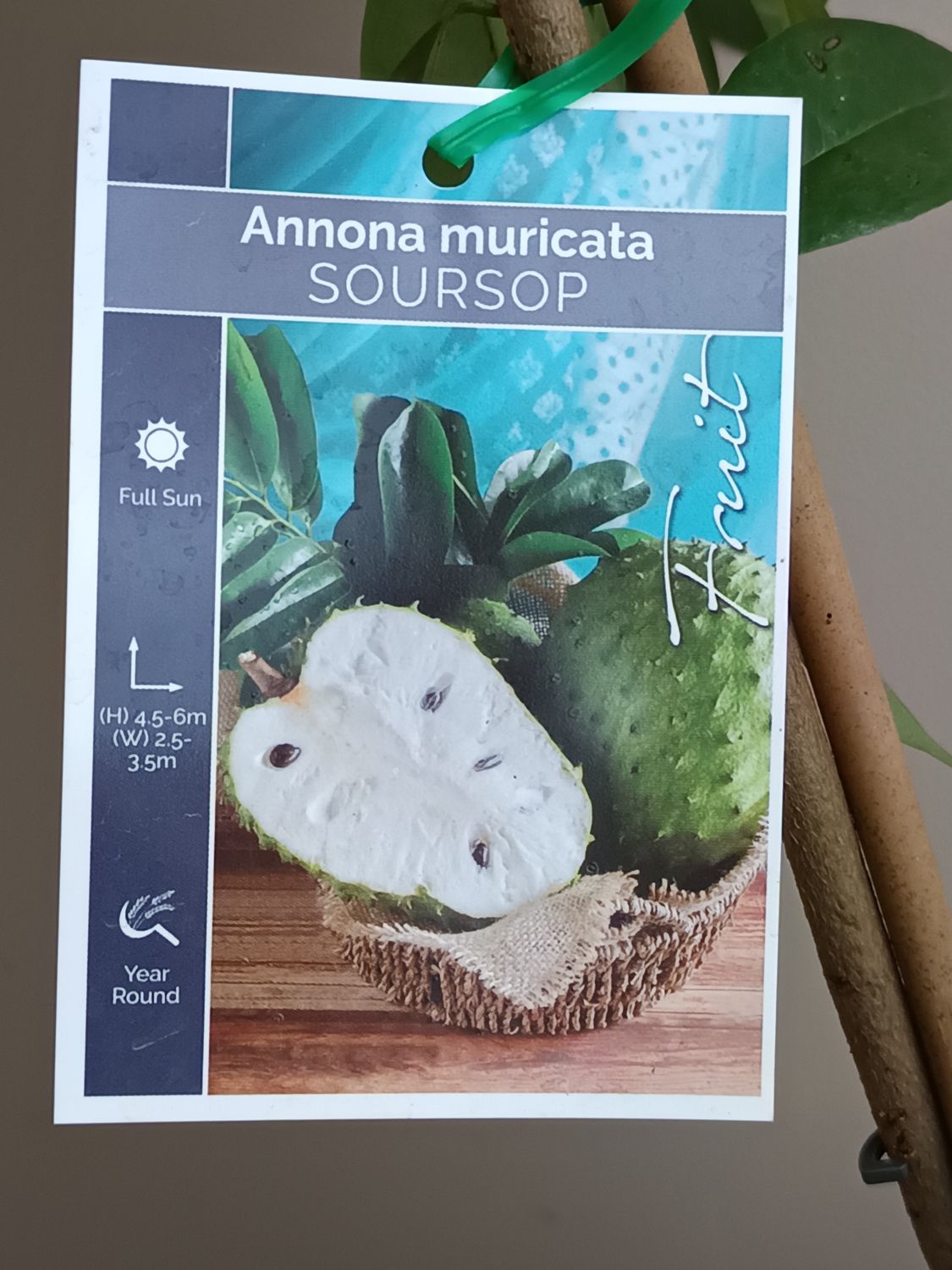 Soursop