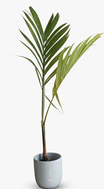 Betel Nut