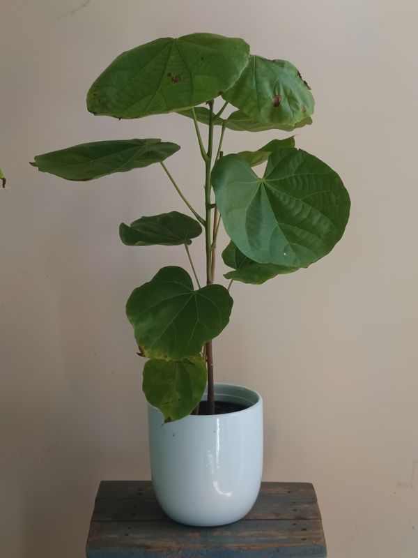 Chupa Chupa, South American Sapote