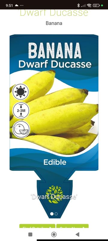 Dwarf Ducasse Banana