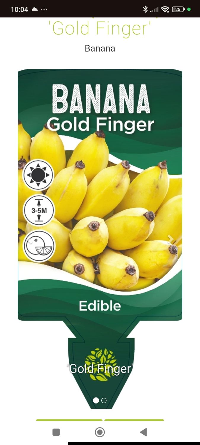 Goldfinger Banana